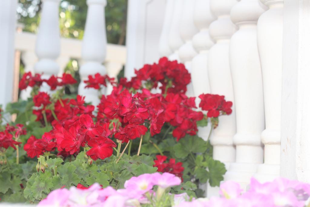 Villa Alla Bed And Breakfast Herceg Novi Ngoại thất bức ảnh