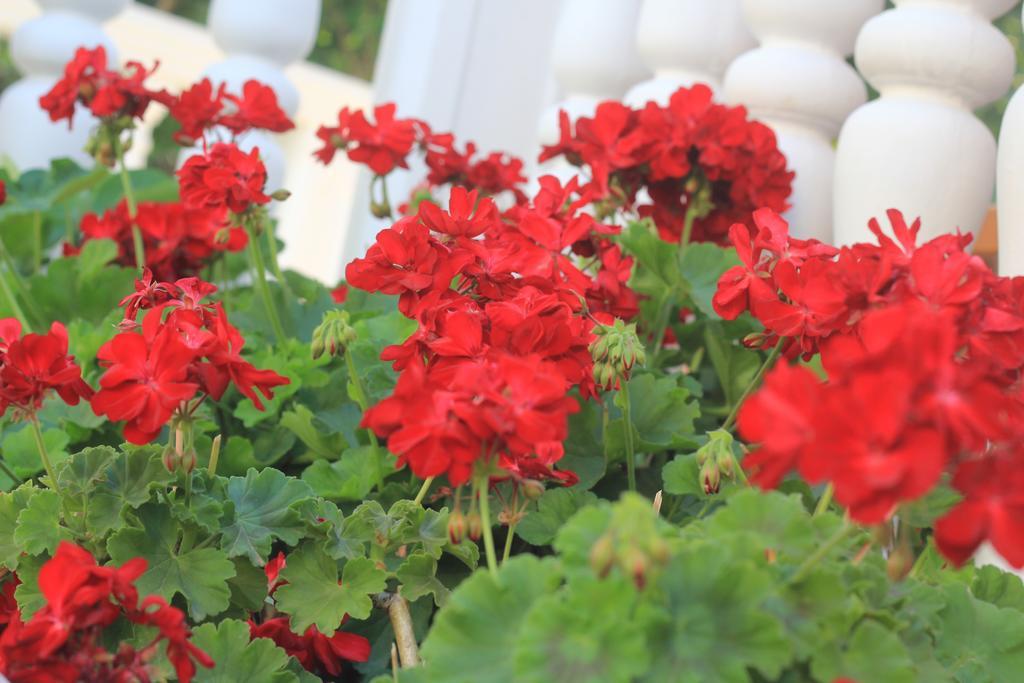 Villa Alla Bed And Breakfast Herceg Novi Ngoại thất bức ảnh
